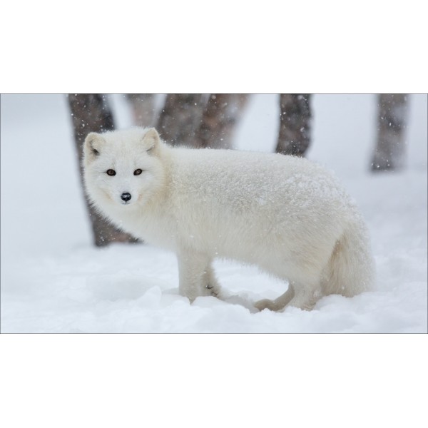 Fox White In The Snow Diamond Painting Kit - DIY