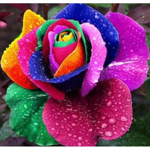Rainbow Rose Diamond Painting Kit - DIY
