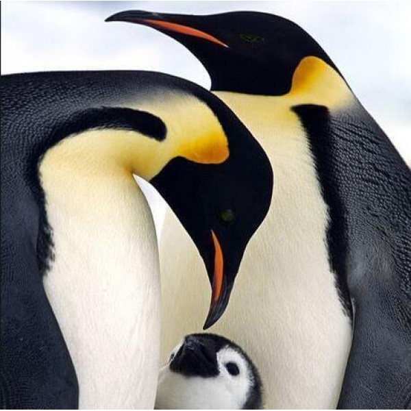 Family Of Penguins Diamond Painting Kit - DIY